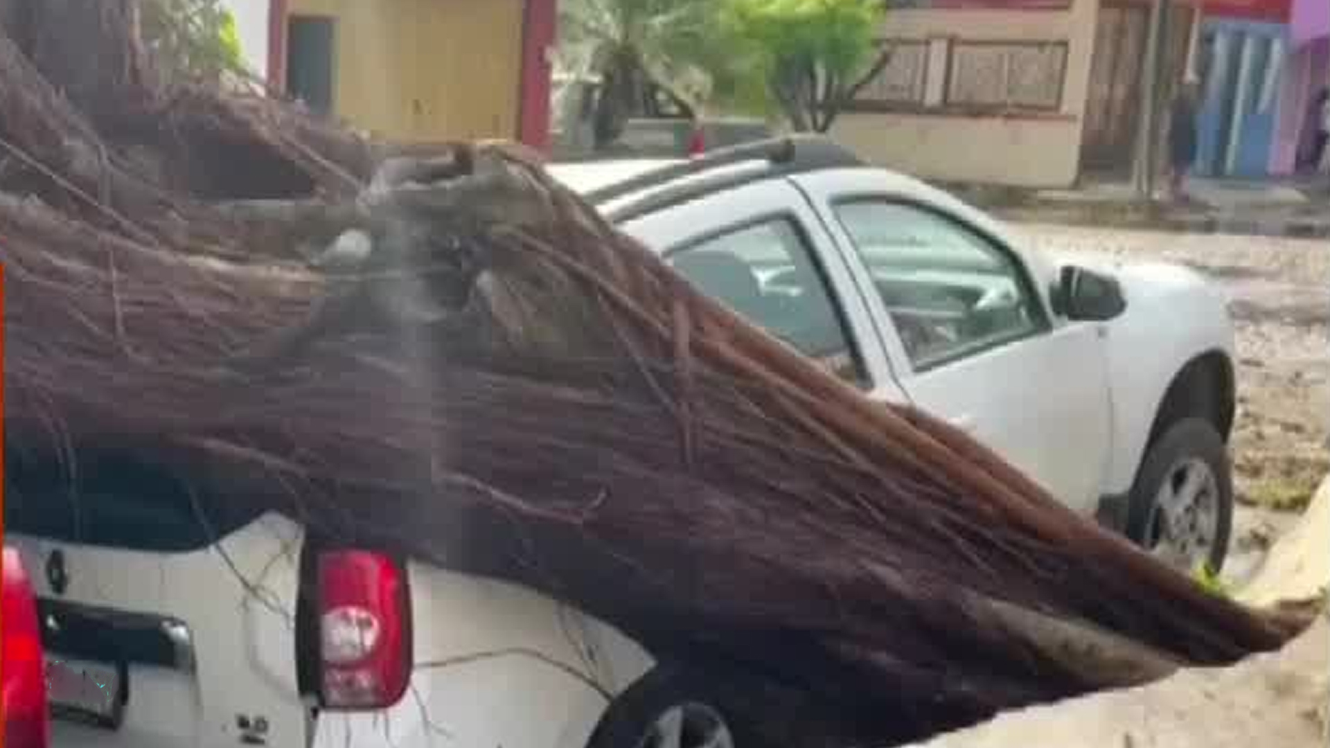 Árbol cae sobre vehículos en Chiapas; frente frío 28 deja afectaciones