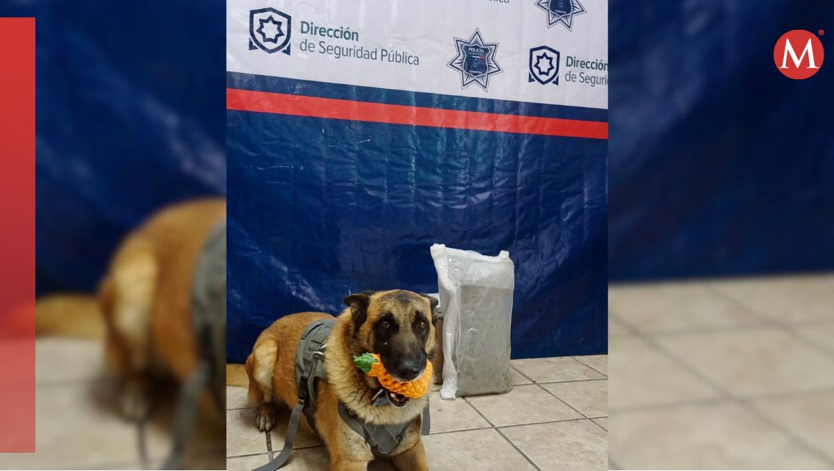 Olivia, binomio de la Unidad Canina. | Especial