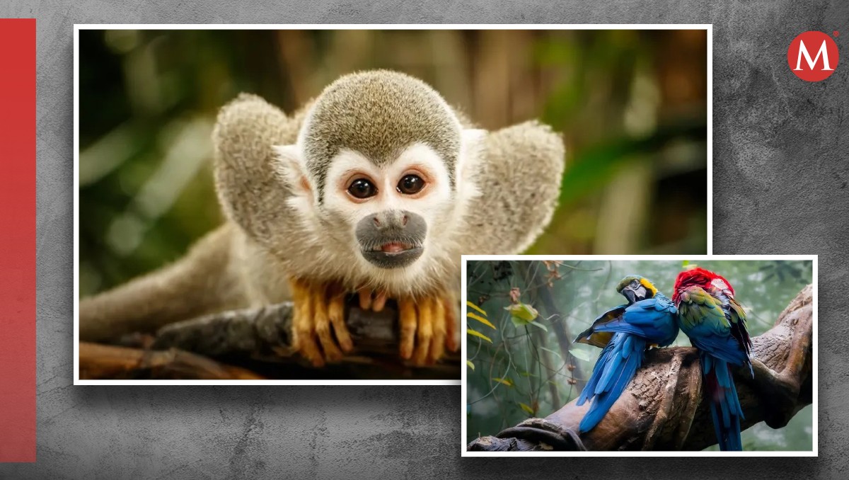 Animales exóticos. | (Shutterstock)
