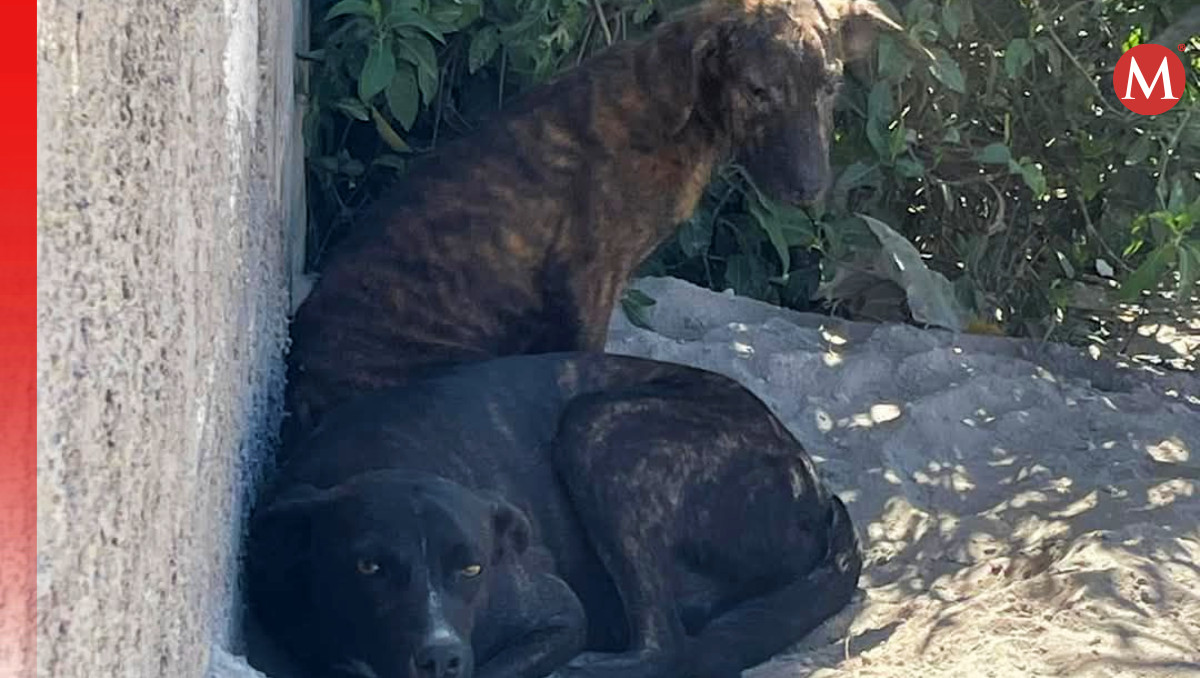Exigen justicia para perritos atacados con machete en Puebla | Especial