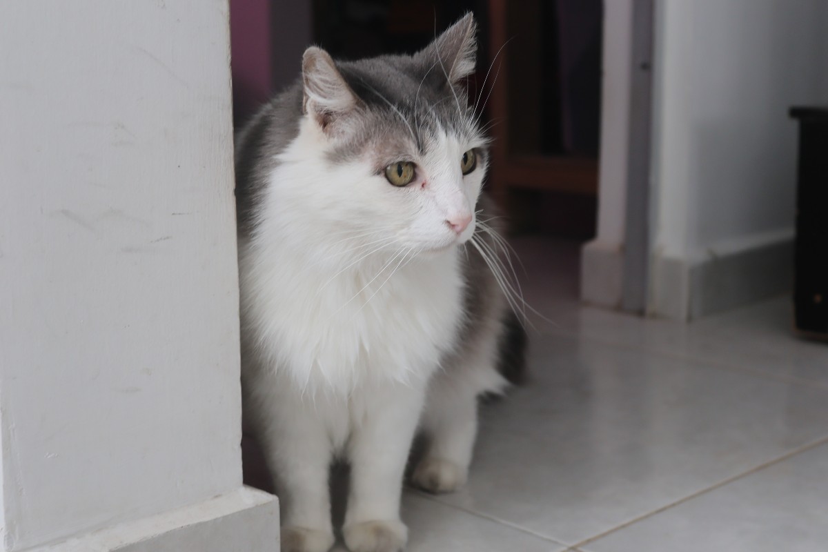 Esterilización de mascotas. | Verónica Rivera
