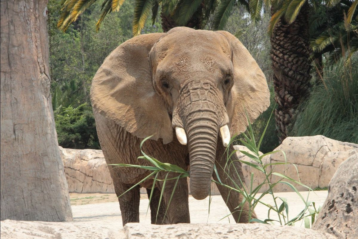 La SCJN ordenó garantizar el bienestar de la elefanta Ely en el Zoológico de Aragón. | Gobierno de la CdMx