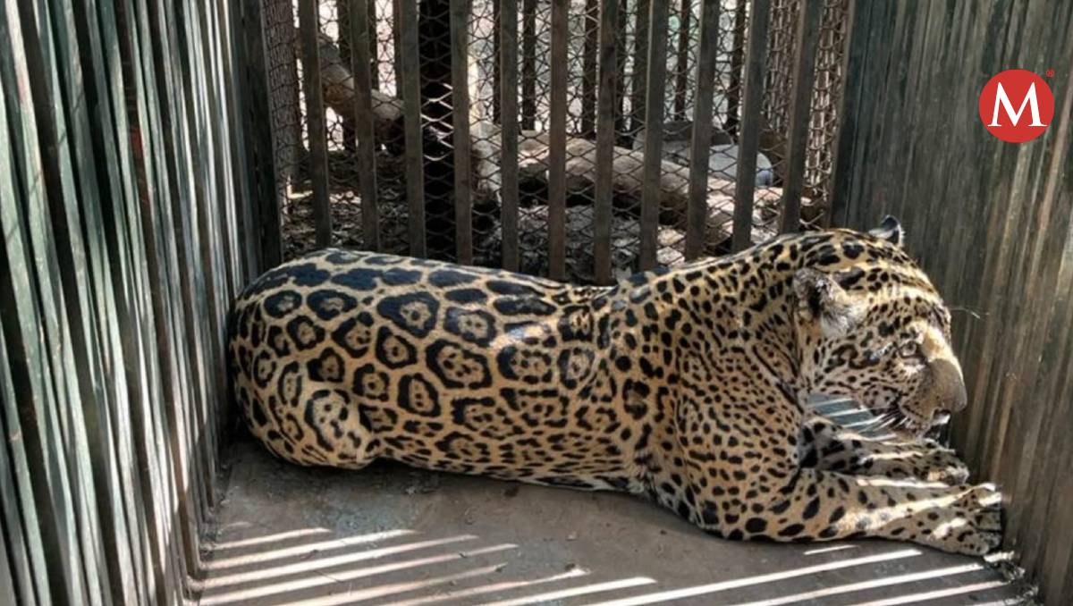 Jaguar en Tamaulipas