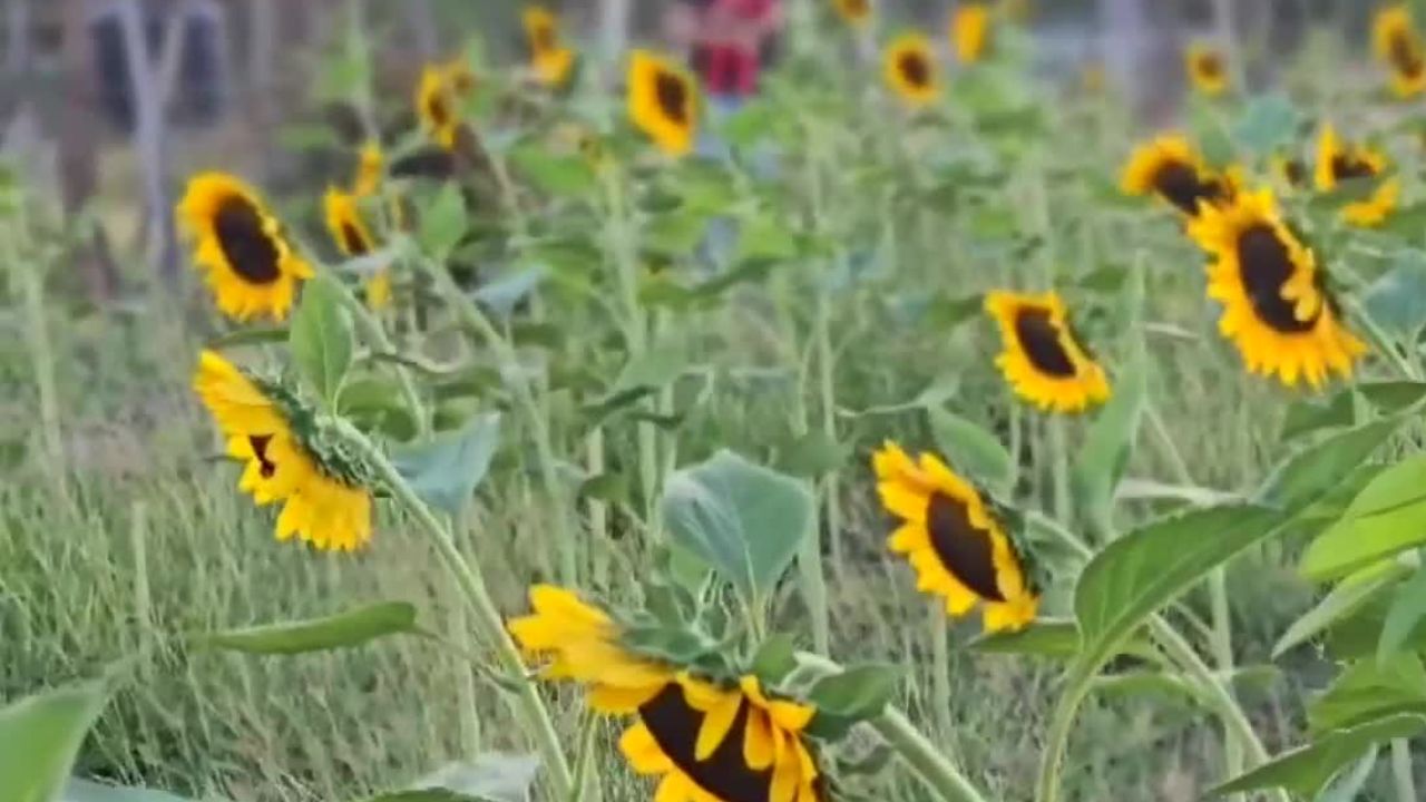 Productores de Chiapas sobresalen por su cultivo de girasoles rojos y blancos