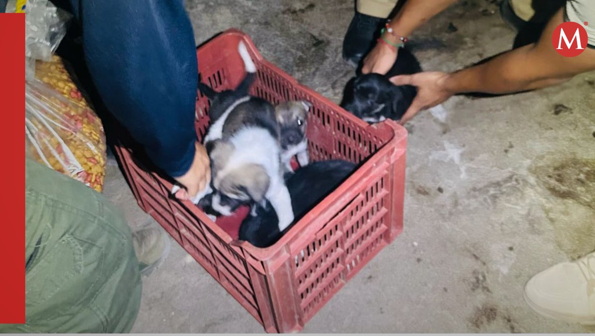 Resguardan cinco cachorros en Apatzingán | Especial