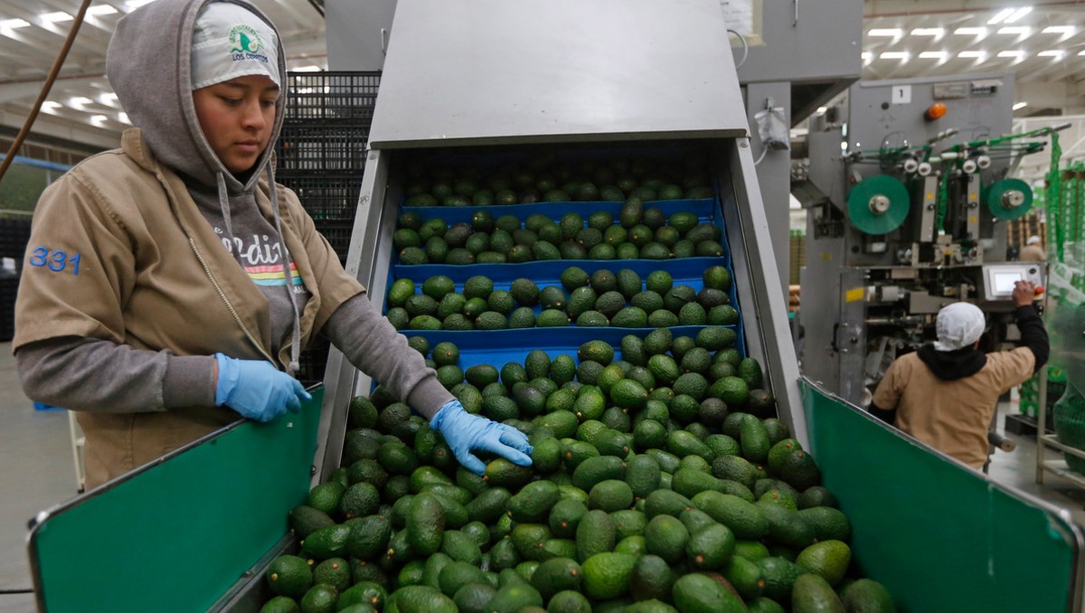 El aguacate es uno principales productos que van de México a Estados Unidos (Especial)