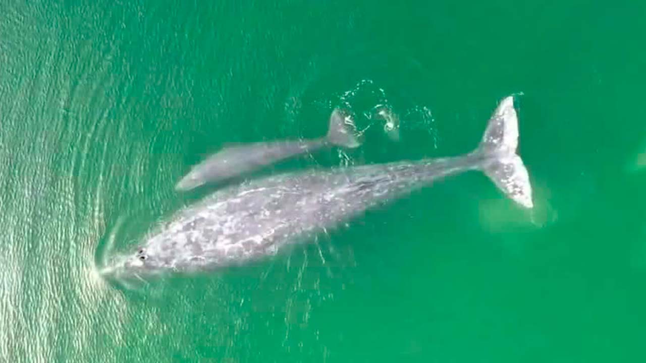 Cambio climático amenaza a la ballena gris, llegan menos ejemplares a BCS | Notivox Hábitat