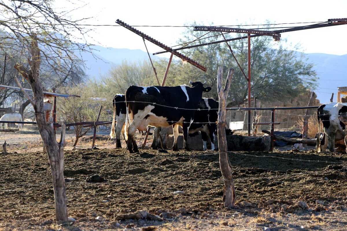 Indican que por la cantidad de ganado que está atravesando la frontera es poco.| Rolando Riestra