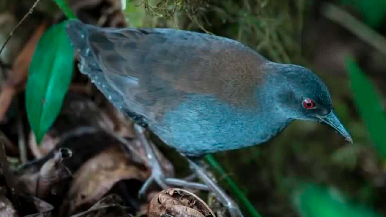 Reaparece el pachay de Galápagos, ave que se creía extinta desde hace 190 años | Milenio Hábitat