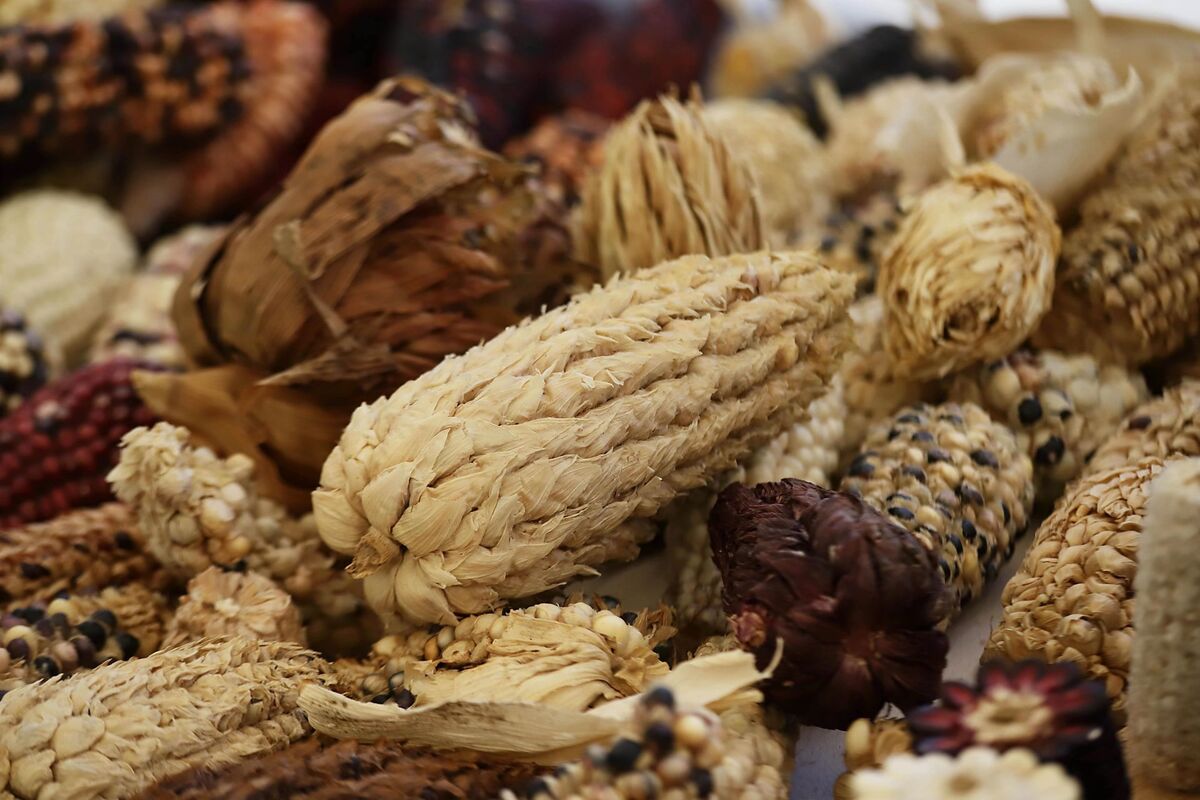 La reforma es en materia de conservación y protección de los maíces nativos. | Cuartoscuro