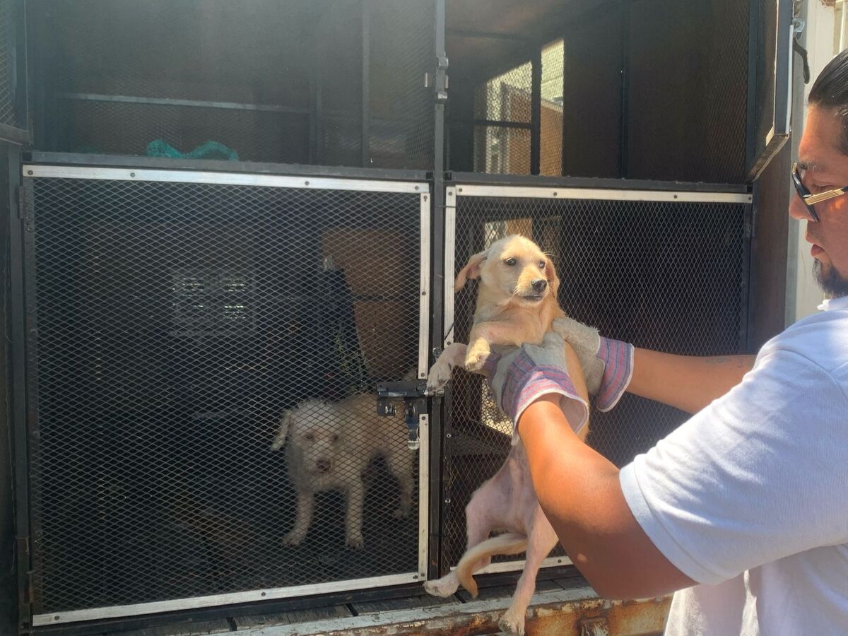 Rescatan a 40 perritos en Guadalajara. (Cortesía)