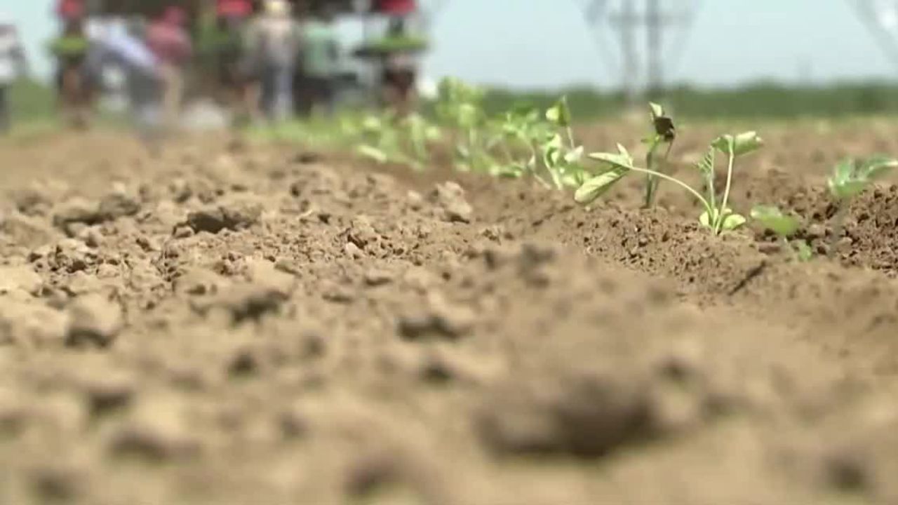 Trump considera exentar productos agrícolas de aranceles a México y Canadá