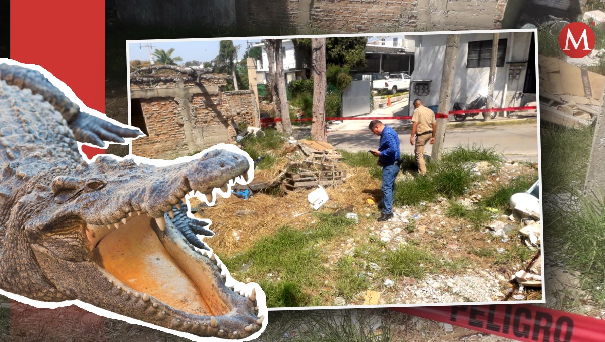 Encuentran mitad de un cocodrilo en colonia de Tampico. | Jesús Alberto