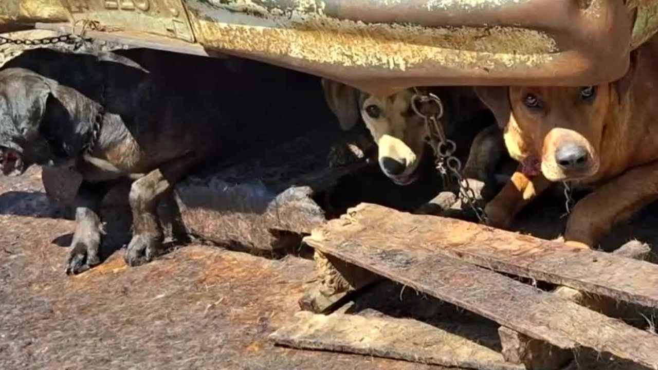 Rescatan a 100 perros que serían sacrificados para consumo en Edomex
