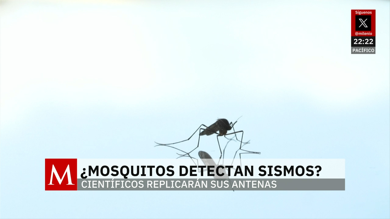 Estudio científico busca mejorar los censores de sismos mediante estudios en los mosquitos