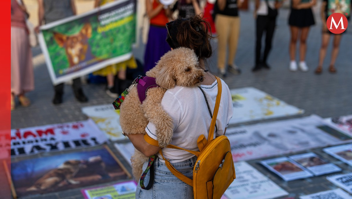 Los activistas acusan a la ley contra perros de la calle de ser una "masacre". | AP