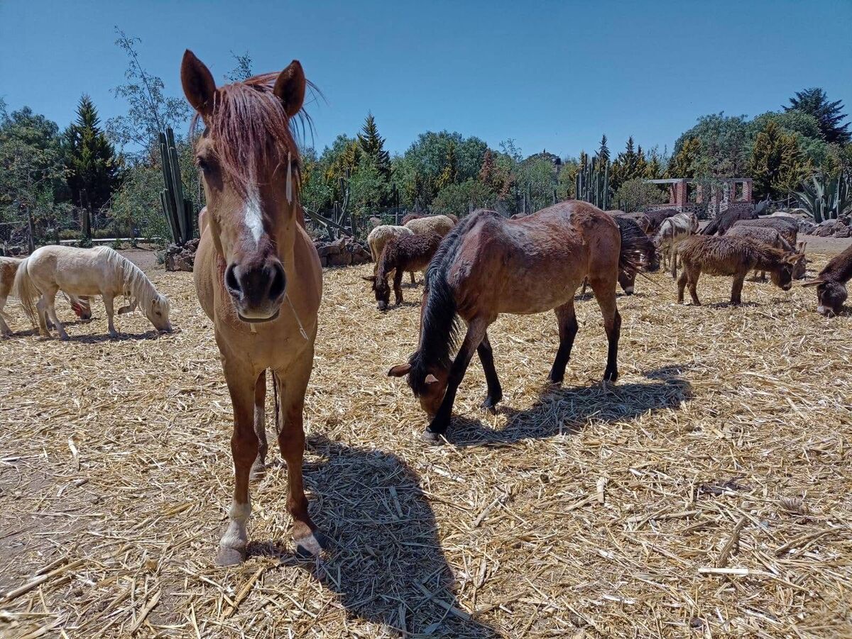Actualmente Burrolandia México alberga a 93 ejemplares, entre burros y caballos.