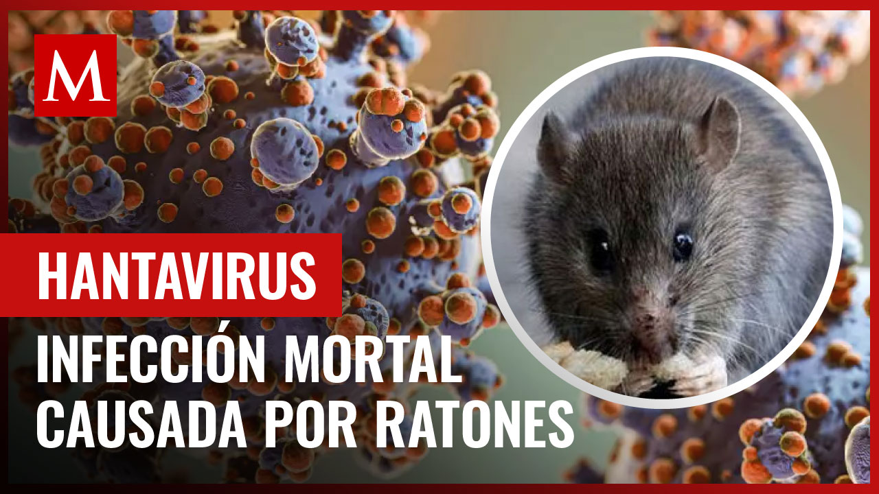 Hantavirus: Riesgos y transmisión del virus a través de los ratones