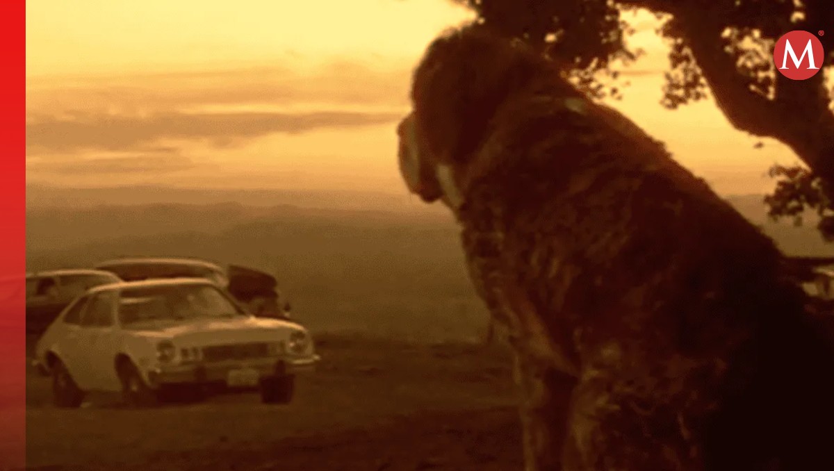 'Cujo', el clásico de suspenso de Stephen King | Especial
