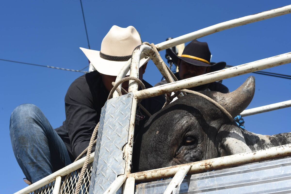 Ciudad de México avanza hacia la prohibición de las corridas de toros | Cuartoscuro