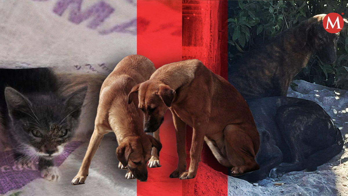 Agresión y abuso contra animales en Puebla: municipios con más casos | Especial/Melanie Torres | Diseño Milenio