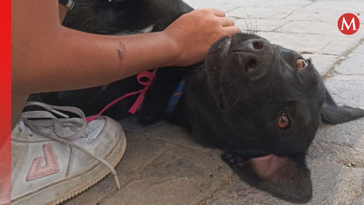 Maltrato animal en Puebla: perros, los que sufren más violencia física | Especial
