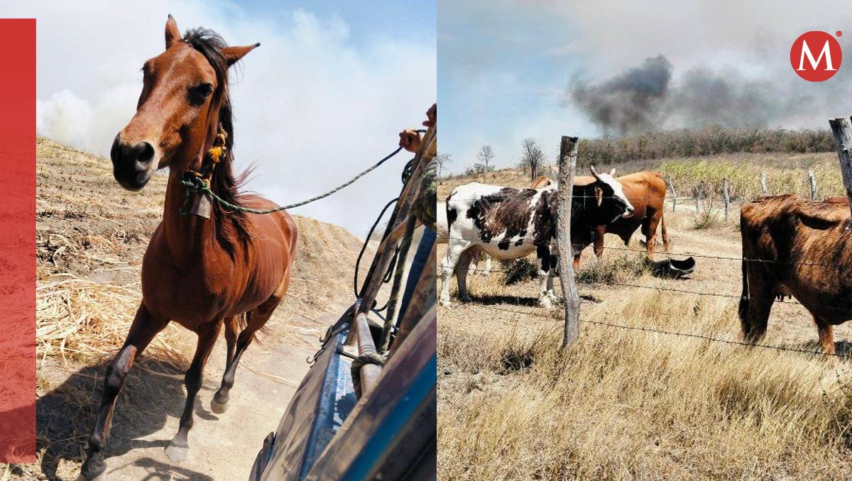 Caballo rescatado de incendios forestales en Tamaulipas