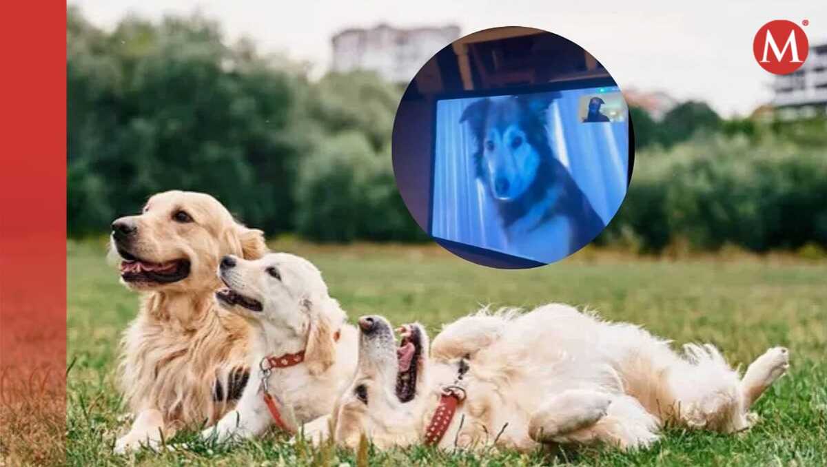 Perritos viralizan momento | Redes Sociales