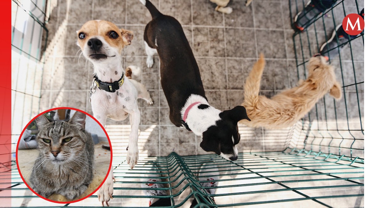 Perros y gatos en situación de calle podrían beneficiarse con la Ley Pedro en Jalisco. (Especial)