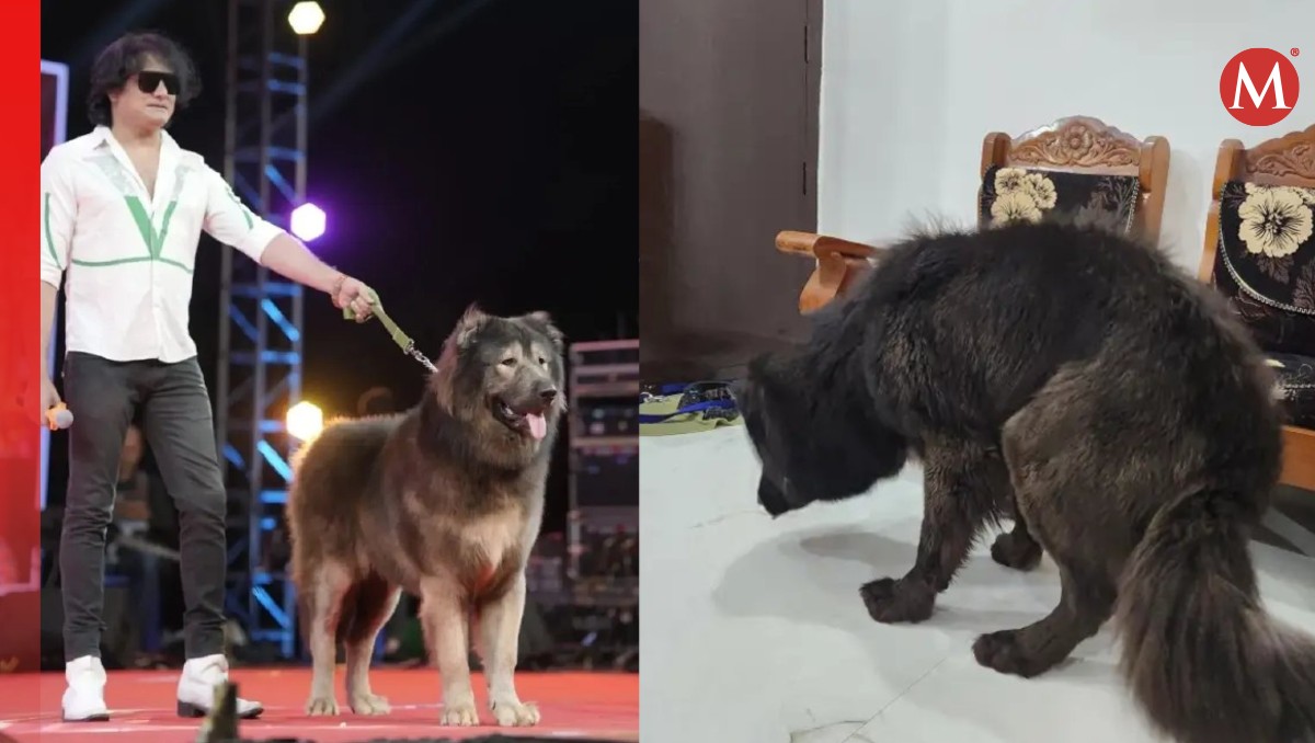 El perrito es una cruza entre un pastor caucásico y un lobo.