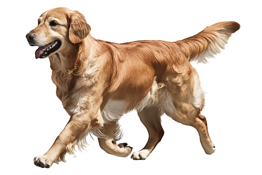 5 hábitos diarios para mejorar la calidad de vida de tu perro