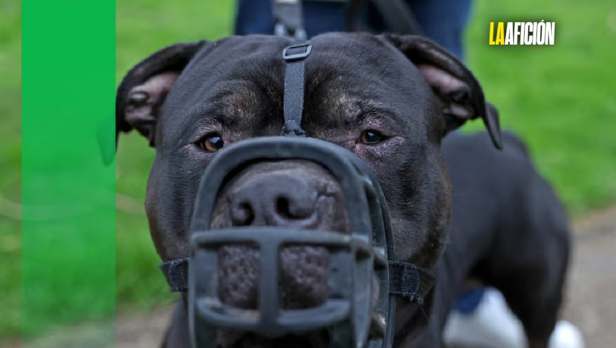 Ex corredor de la NFL es acusado por la FBI de operar peleas de perros a gran escala (Reuters)