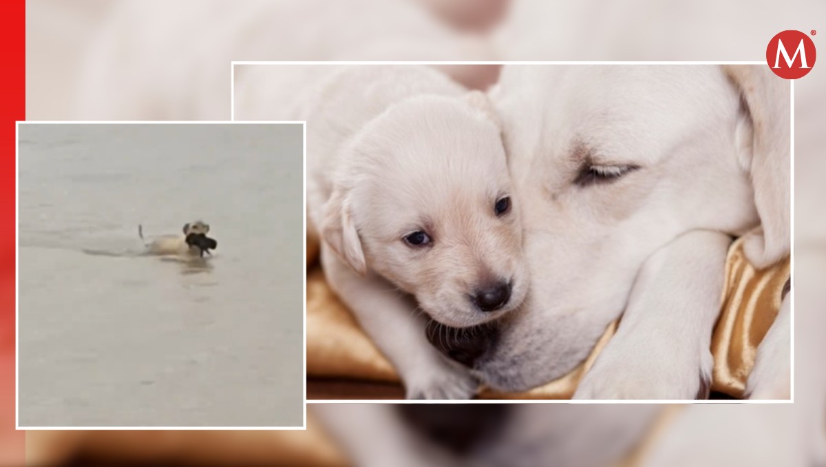 Ésta perrita ya acumuló miles de reproducciones.