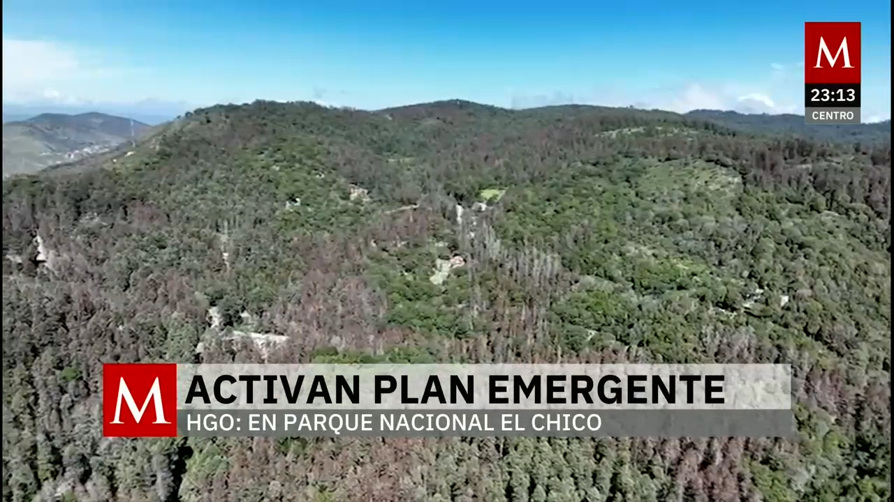 Gusano descortezador afecta el 25% del bosque en el Parque Nacional El Chico