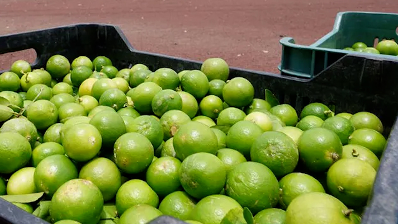 Pequeños y medianos productores de limón esperan repunte de ventas en Cuaresma