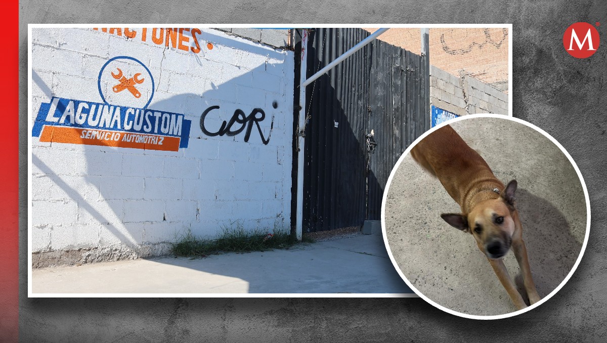 Chase es un perrito que fue torturado y asesinado al interior de un taller en la colonia centro de Torreón. | Especial