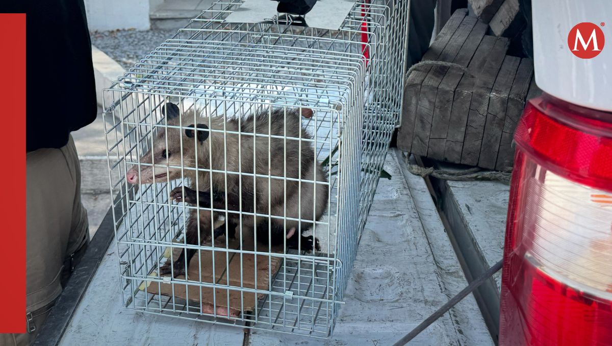 El animal se encontraba dentro de la sucursal bancaria | Marcela Cuevas
