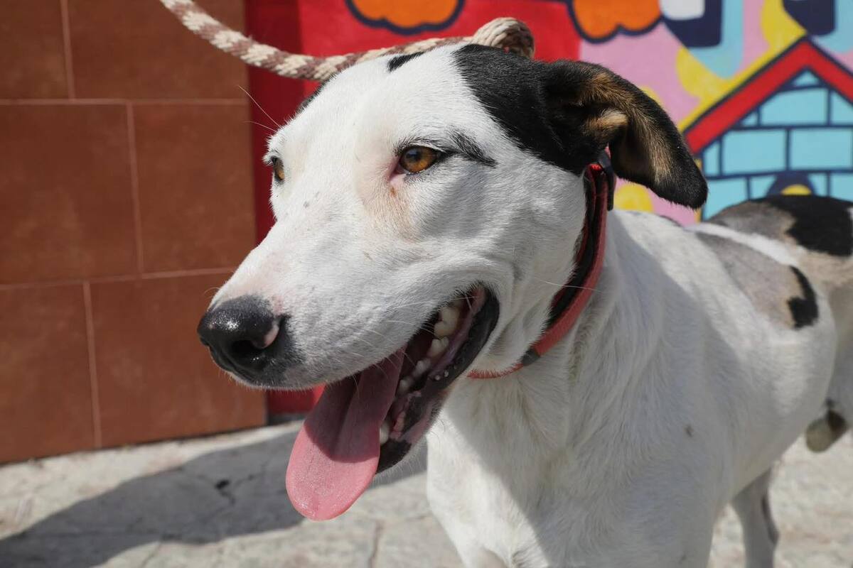 Clarita, perrita rescatada en Pachuca con un cuchillo clavado en su lomo.