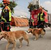 Los equipos de rescate reclutaron a 11 perros como apoyo emocional para los amigos y familiares de las víctimas.|Especial