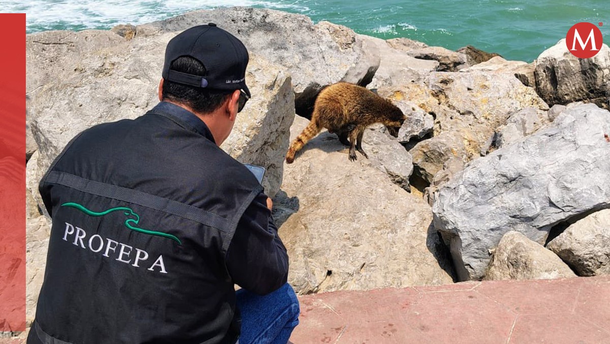 Profepa no detecta daño en mapaches de Playa Miramar, seguirán revisiones