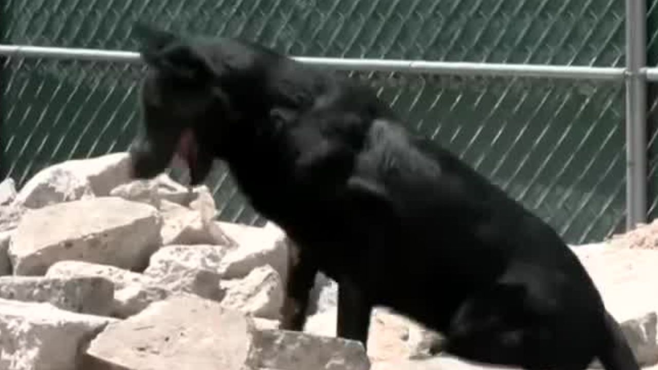 Togo, el primer perro de rescate en unirse al Heroico Cuerpo de Bomberos de la CdMx
