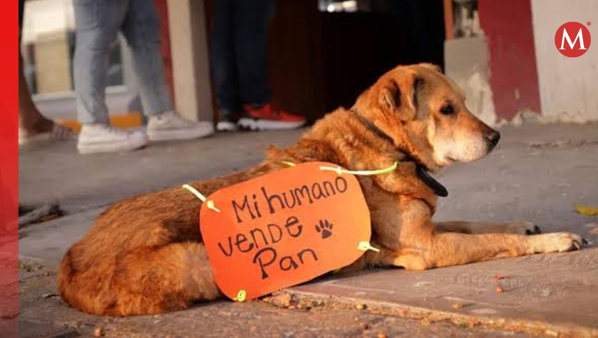 El dueño de la canina dio a conocer la triste noticia en Instagram | Especial