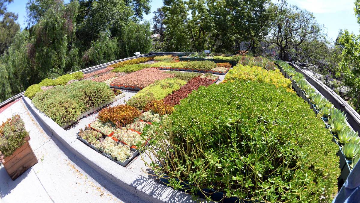 Las azoteas verdes ayudan a reducir la huella ecológica en áreas urbanas. Foto: (DGCS UNAM)