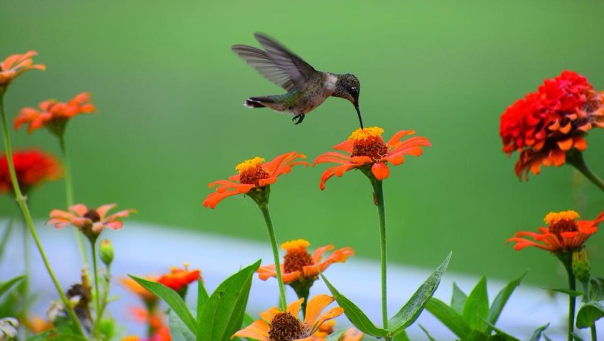 El Concurso de Fotografía de la Naturaleza de Cemex se dividió en tres categorías: Fauna, Flora y Ecosistemas. | Especial.