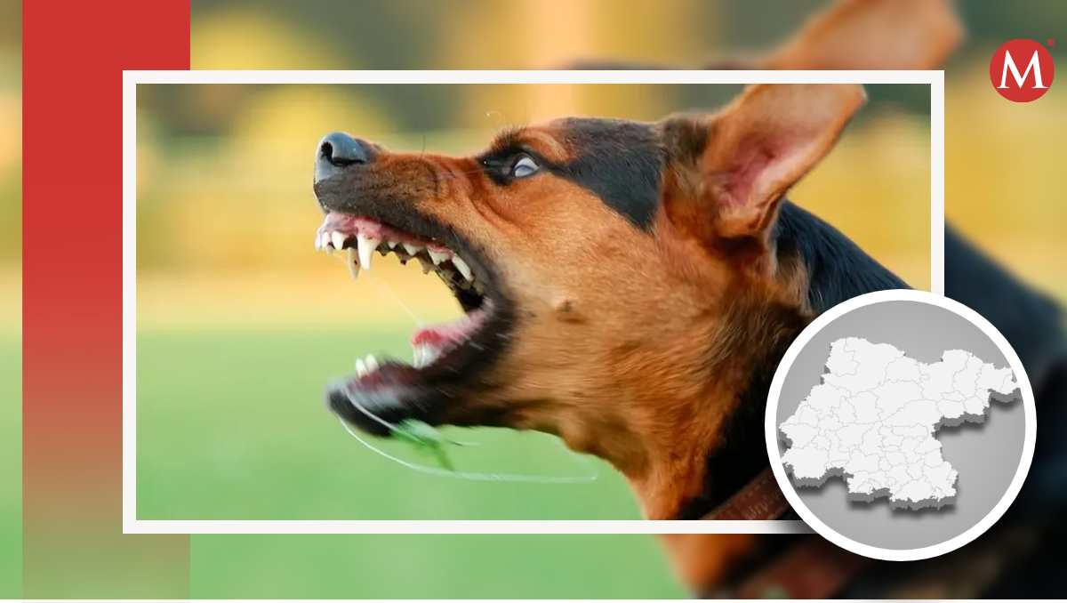¿Ladridos de perro excesivos? Te decimos qué pasos seguir si te enfrentas a este problema en Guanajuato.