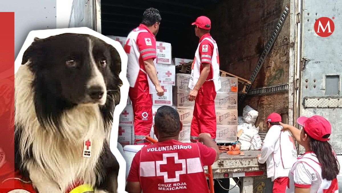 Orly es un perro rescatista de la Unidad de Búsqueda y Rescate (USAR) de la Cruz Roja Mexicana Sede Nacional.