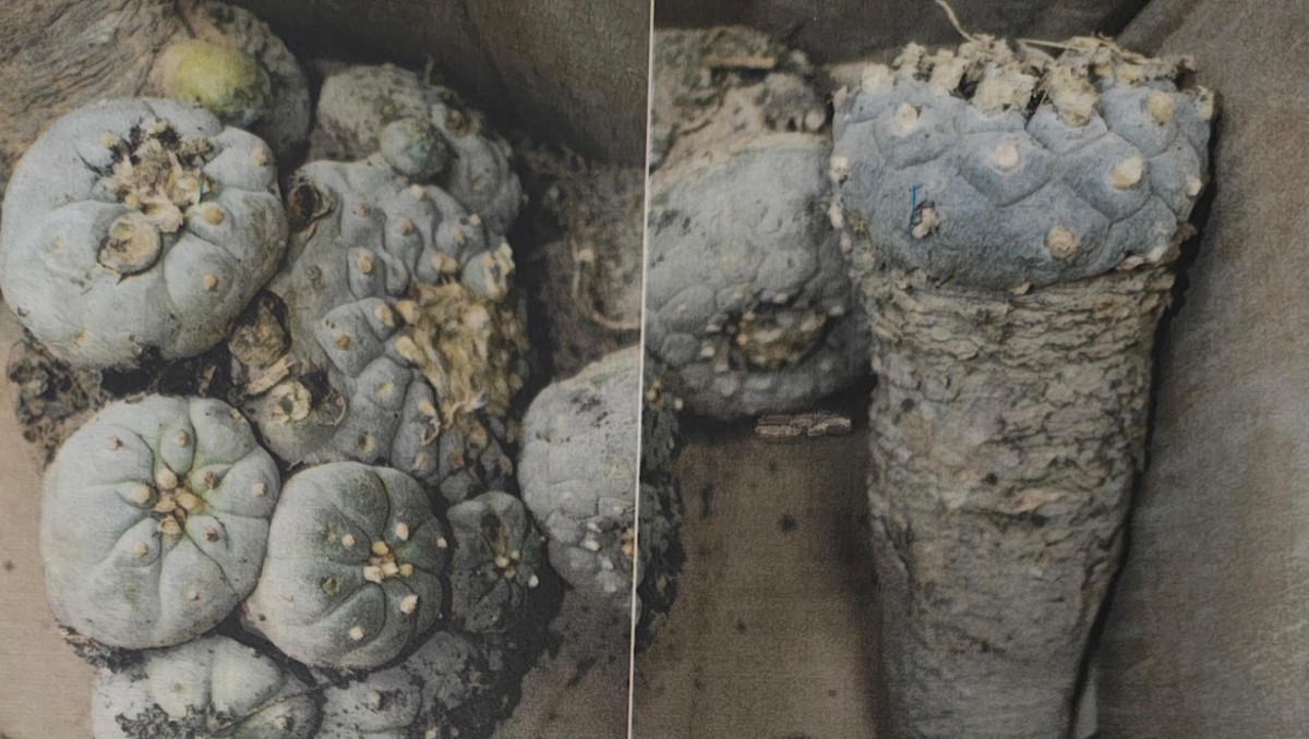 El aseguramiento de peyotes fue hecho en el aeropuerto de Querétaro | Foto: Especial