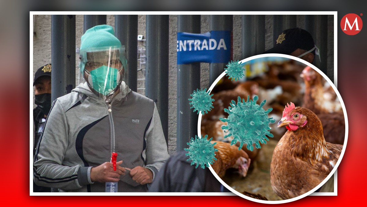 Esto sabemos del primer caso de gripe aviar en México. | Freepik y Cuartoscuro