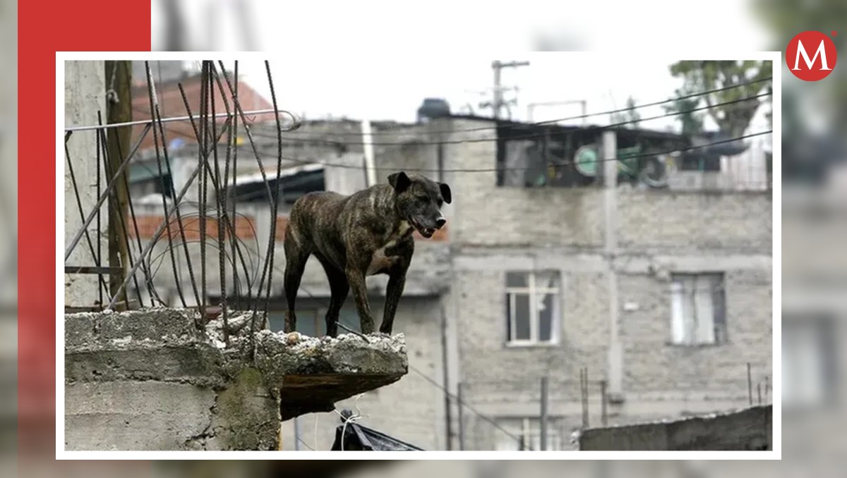 El maltrato animal no siempre se manifiesta a través de golpes o heridas visibles.