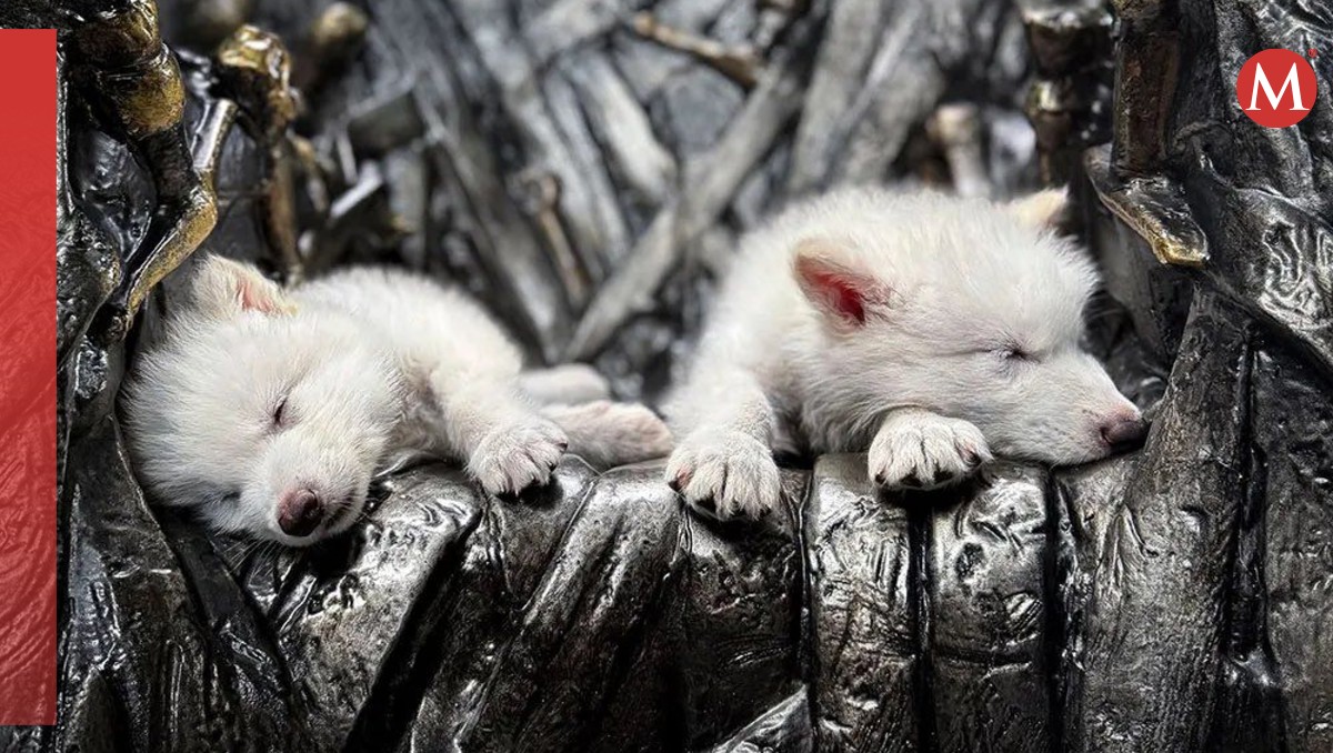 Reviven al 'Lobo Terrible', especie extinta de hace 10 mil años | Especial